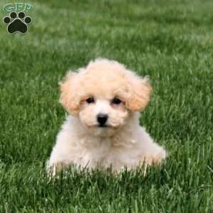 Lizzy, Bich-Poo Puppy