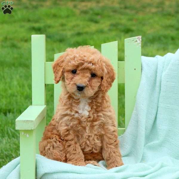 Lola, Mini Labradoodle Puppy
