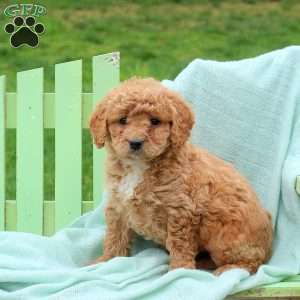 Lola, Mini Labradoodle Puppy