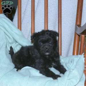 Lola, Mini Aussiedoodle Puppy