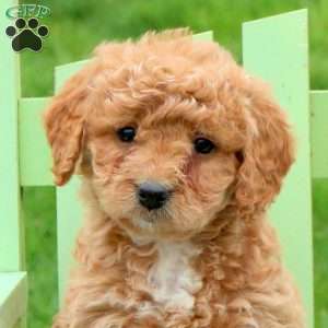 Lola, Mini Labradoodle Puppy