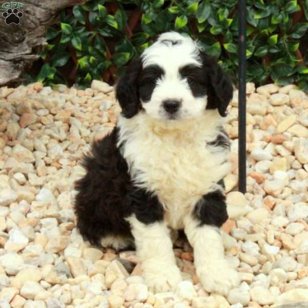 Louis, Mini Bernedoodle Puppy