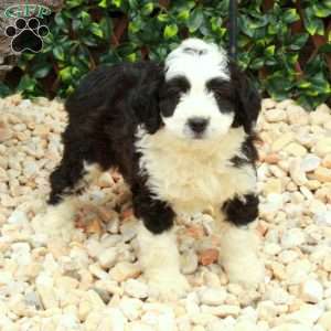 Louis, Mini Bernedoodle Puppy