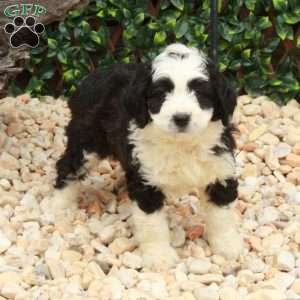 Louis, Mini Bernedoodle Puppy