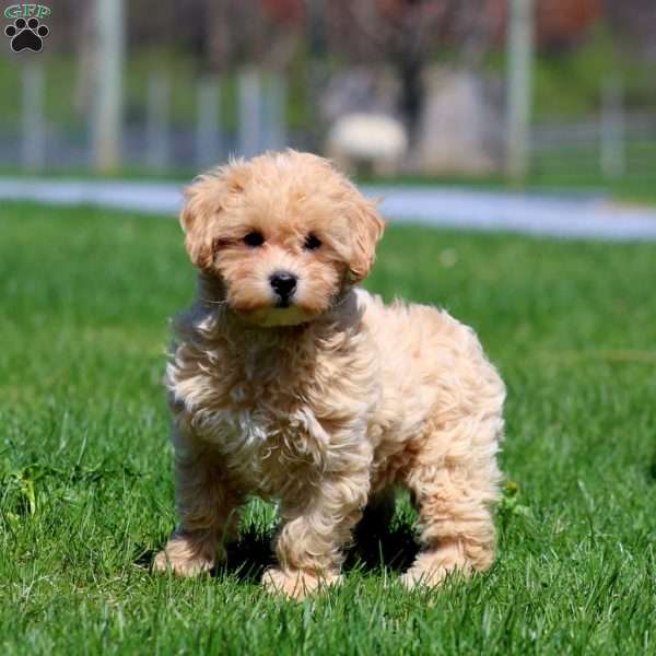 Louise, Maltipoo Puppy