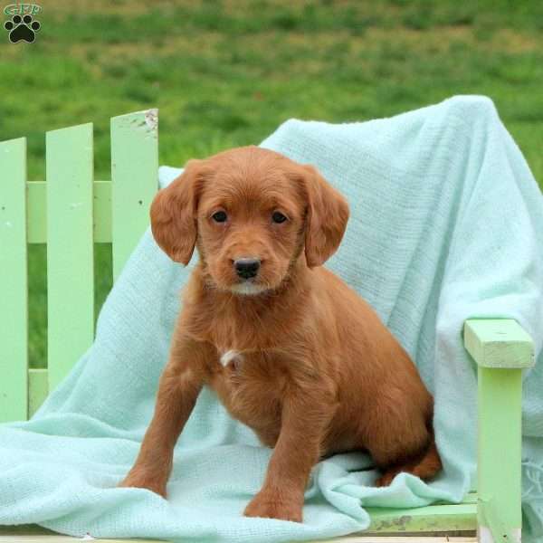 Lucas, Mini Labradoodle Puppy