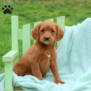 Lucas, Mini Labradoodle Puppy