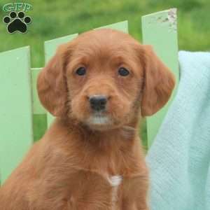 Lucas, Mini Labradoodle Puppy