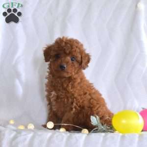 Lucky, Miniature Poodle Puppy