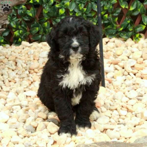 Lucky, Mini Bernedoodle Puppy