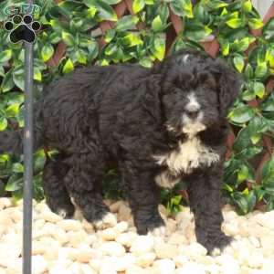 Lucky, Mini Bernedoodle Puppy