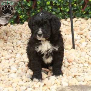 Lucky, Mini Bernedoodle Puppy
