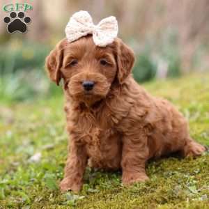 Lucy, Cockapoo Puppy