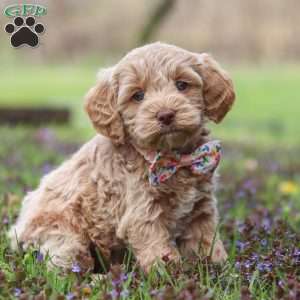Brooke, Cockapoo Puppy