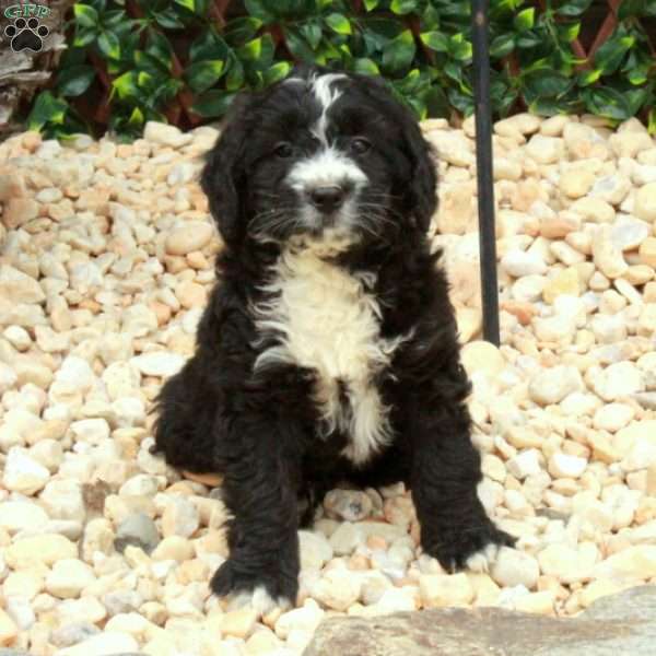 Lucy, Mini Bernedoodle Puppy