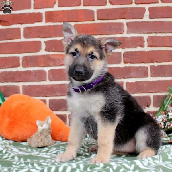 Lucy, German Shepherd Puppy