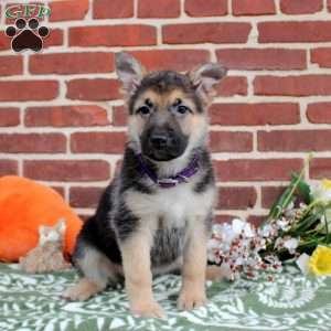 Lucy, German Shepherd Puppy
