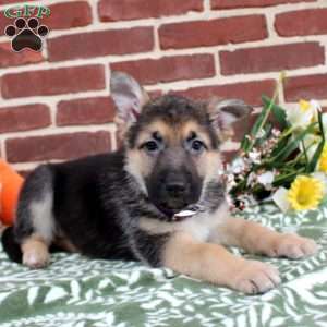 Lucy, German Shepherd Puppy