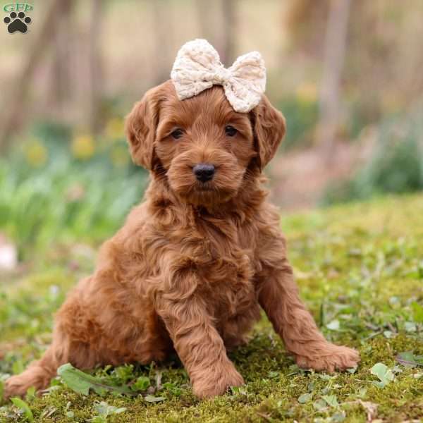 Lucy, Cockapoo Puppy