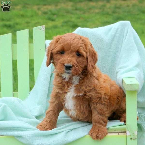 Luigi, Mini Labradoodle Puppy