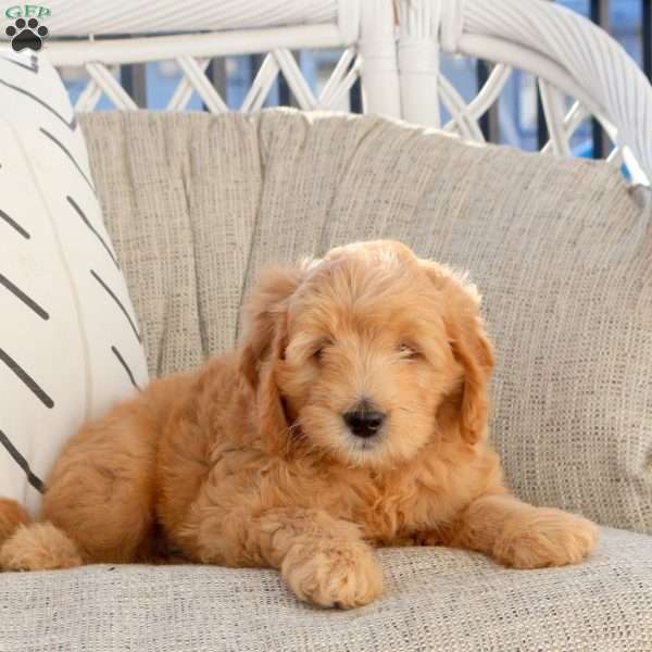 Luigi, Mini Goldendoodle Puppy