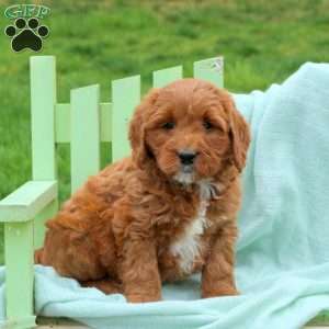 Luigi, Mini Labradoodle Puppy