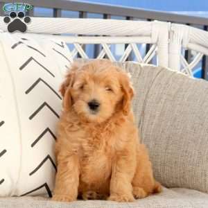 Luigi, Mini Goldendoodle Puppy