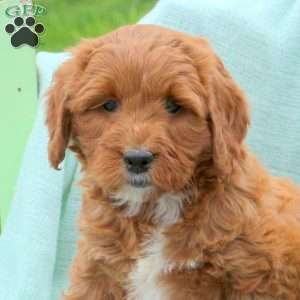 Luigi, Mini Labradoodle Puppy