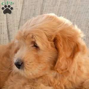 Luigi, Mini Goldendoodle Puppy
