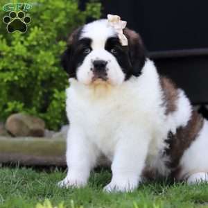 Lulu, Saint Bernard Puppy