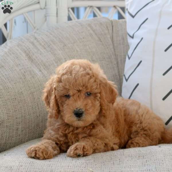 Luna, Mini Goldendoodle Puppy