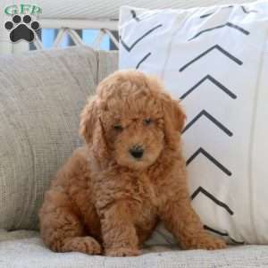 Luna, Mini Goldendoodle Puppy