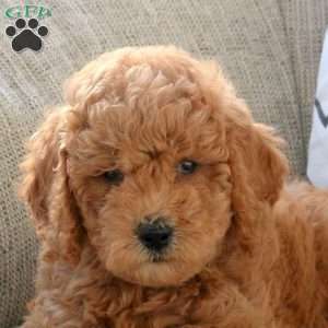 Luna, Mini Goldendoodle Puppy