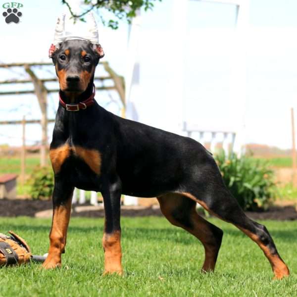 Luna, Doberman Pinscher Puppy