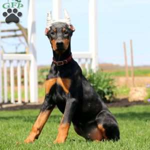 Luna, Doberman Pinscher Puppy