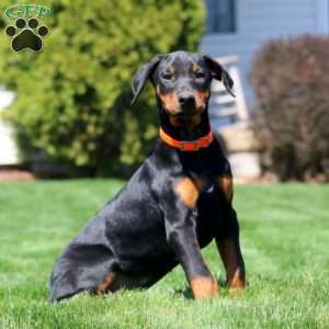 Lylah, Doberman Pinscher Puppy
