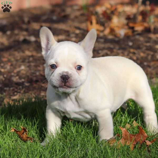 Lyndon, French Bulldog Puppy
