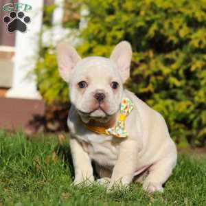 Lyndon, French Bulldog Puppy