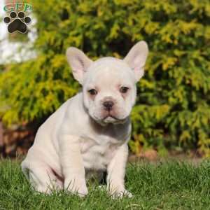 Lyndon, French Bulldog Puppy