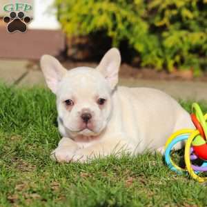 Lyndon, French Bulldog Puppy