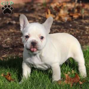 Lyndon, French Bulldog Puppy