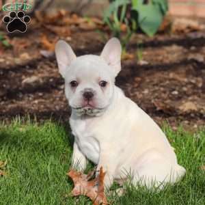 Lyndon, French Bulldog Puppy