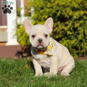 Lyndon, French Bulldog Puppy