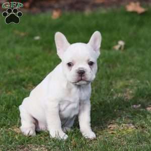 Lyndon, French Bulldog Puppy