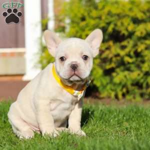 Lyndon, French Bulldog Puppy