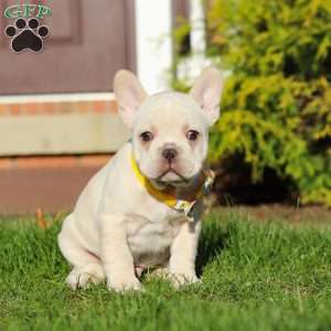 Lyndon, French Bulldog Puppy