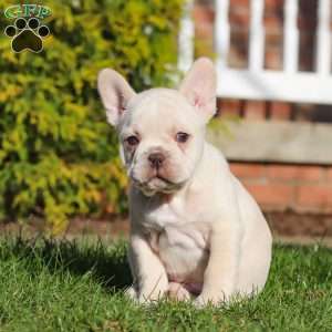 Lyndon, French Bulldog Puppy