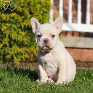 Lyndon, French Bulldog Puppy