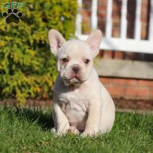Lyndon, French Bulldog Puppy