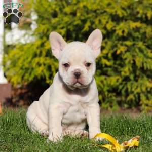 Lyndon, French Bulldog Puppy